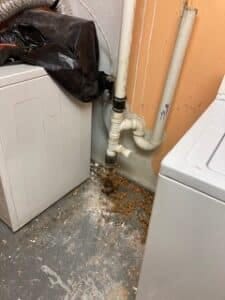 Laundry drain backup before cleaning